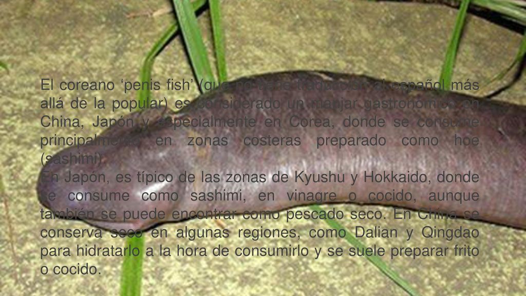 El coreano ‘penis fish’ (que no tiene traducción al español más allá de la popular) es considerado un manjar gastronómico en China, Japón y especialmente en Corea, donde se consume principalmente en zonas costeras preparado como hoe (sashimi).