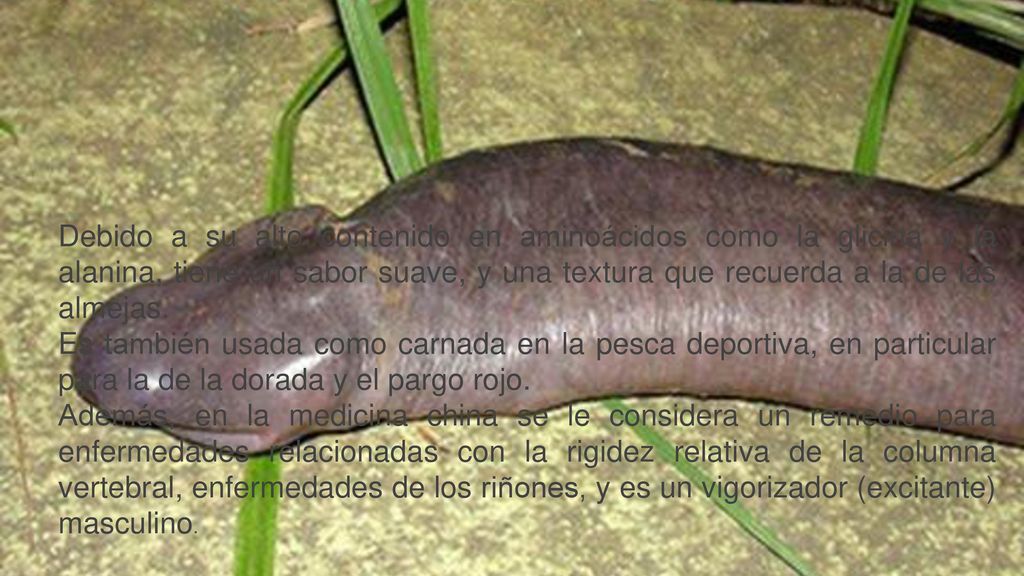 Debido a su alto contenido en aminoácidos como la glicina y la alanina, tiene un sabor suave, y una textura que recuerda a la de las almejas.