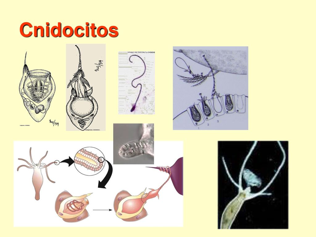 Cnidocitos Copy and paste URL to link to original images at BIODIDAC
