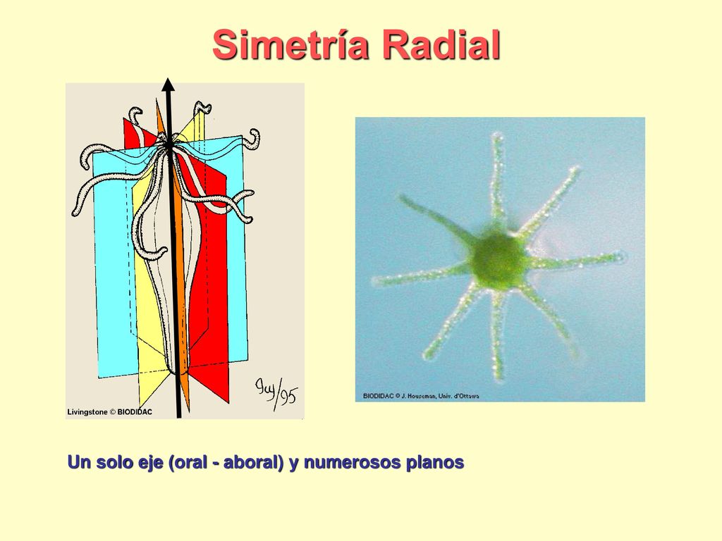 Simetría Radial Un solo eje (oral - aboral) y numerosos planos