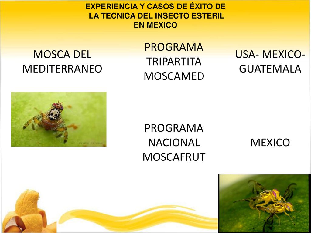 EXPERIENCIA Y CASOS DE ÉXITO DE LA TECNICA DEL INSECTO ESTERIL
