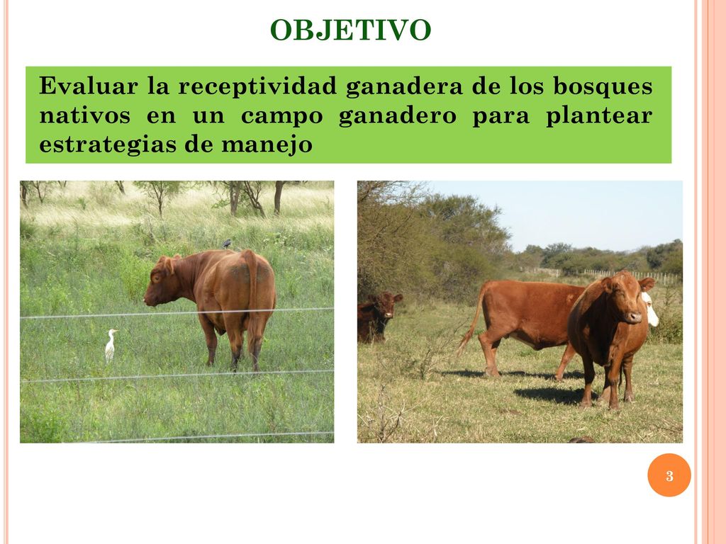 OBJETIVO Evaluar la receptividad ganadera de los bosques nativos en un campo ganadero para plantear estrategias de manejo.