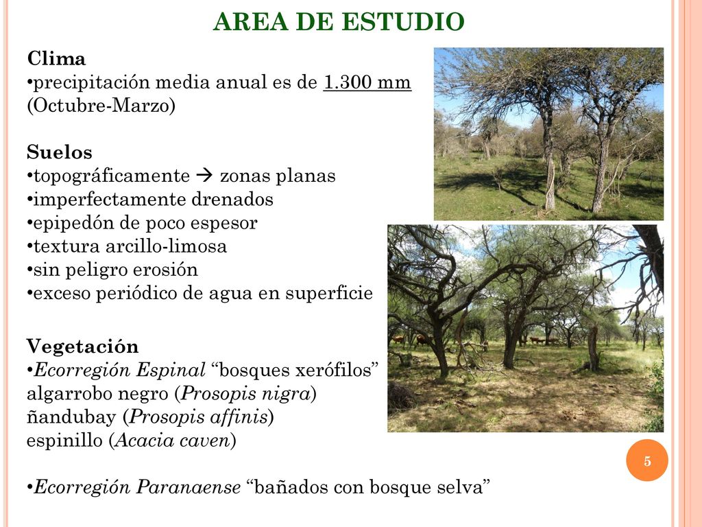 AREA DE ESTUDIO Clima precipitación media anual es de mm