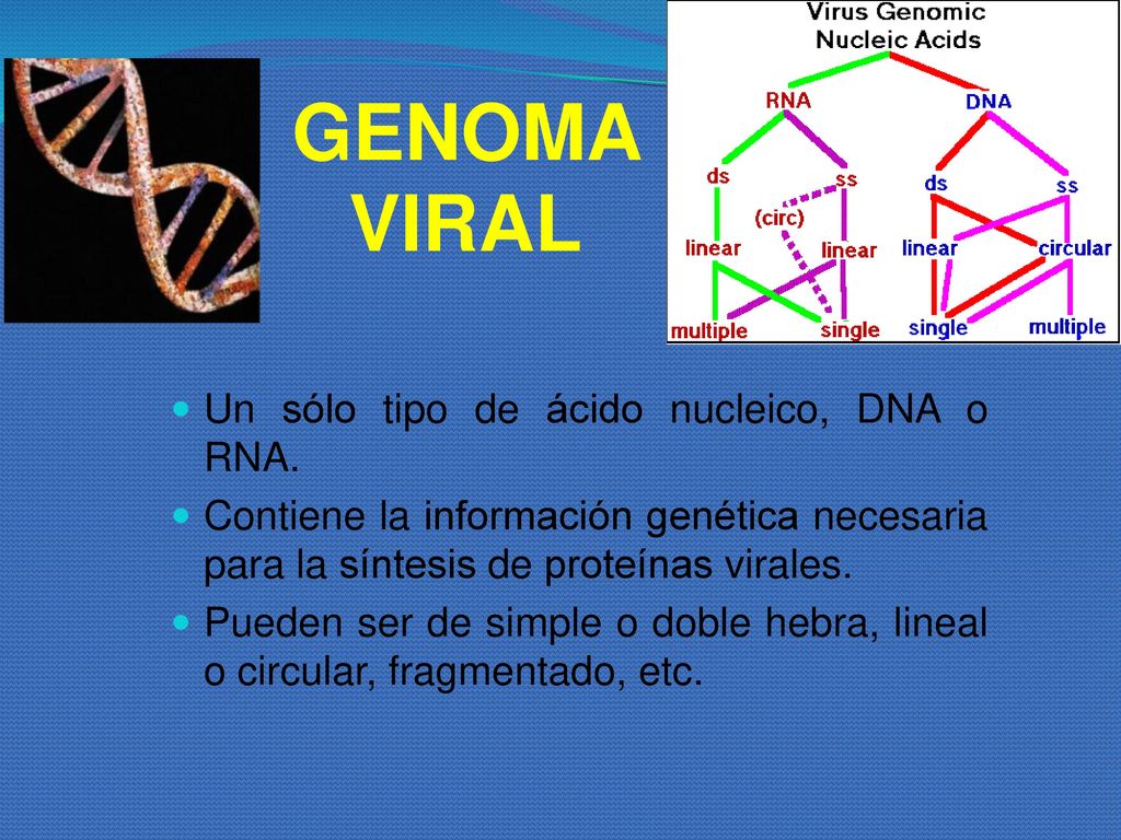 GENOMA VIRAL Un sólo tipo de ácido nucleico, DNA o RNA.