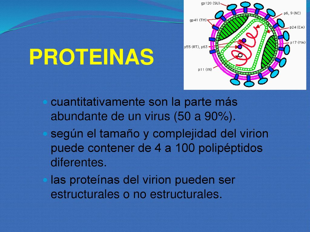 PROTEINAS cuantitativamente son la parte más abundante de un virus (50 a 90%).