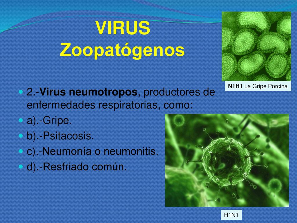 VIRUS Zoopatógenos N1H1 La Gripe Porcina. 2.-Virus neumotropos, productores de enfermedades respiratorias, como: