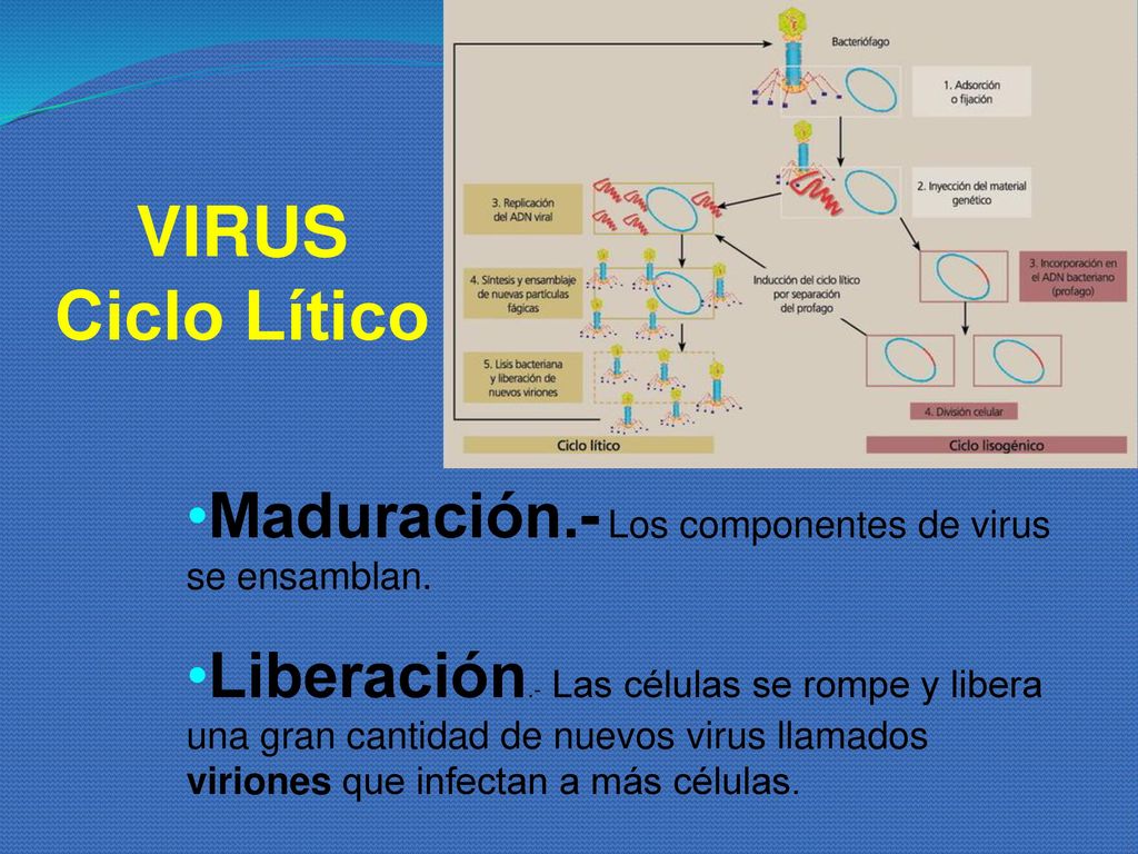 VIRUS Ciclo Lítico Maduración.- Los componentes de virus se ensamblan.