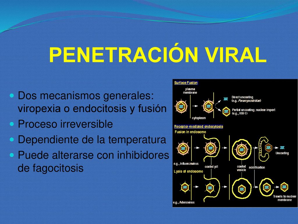 PENETRACIÓN VIRAL Dos mecanismos generales: viropexia o endocitosis y fusión. Proceso irreversible.