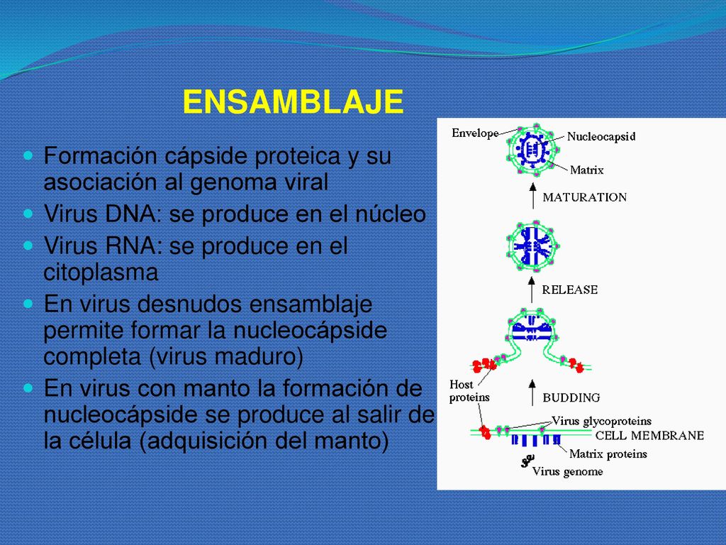 ENSAMBLAJE Formación cápside proteica y su asociación al genoma viral