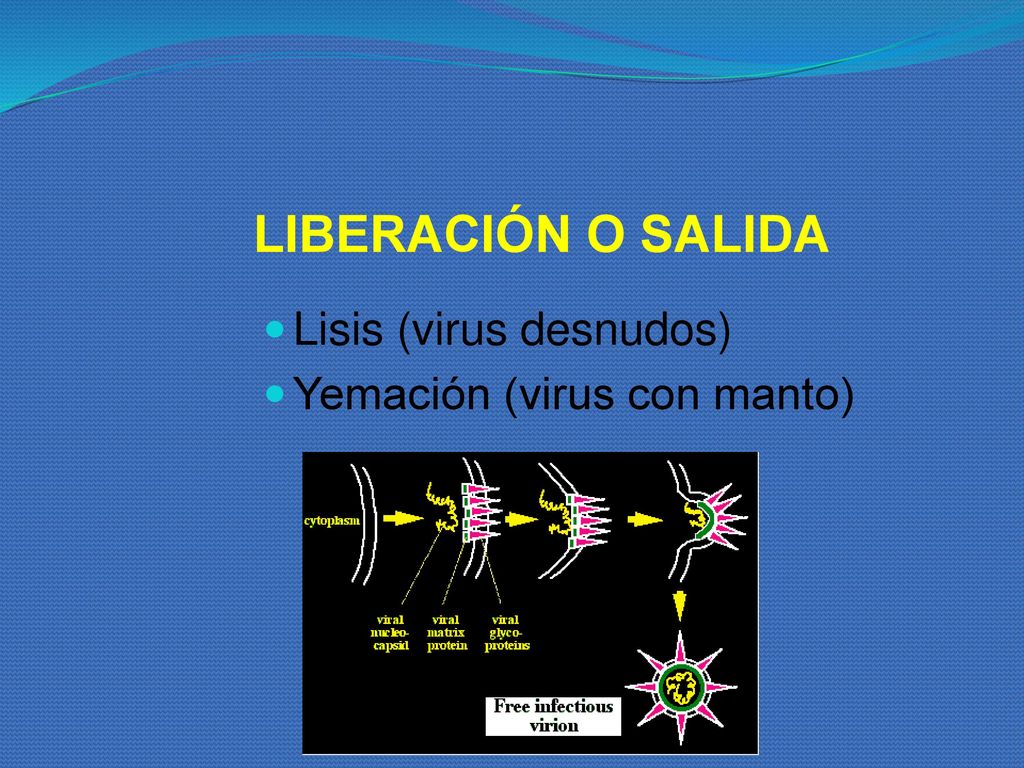 LIBERACIÓN O SALIDA Lisis (virus desnudos) Yemación (virus con manto)