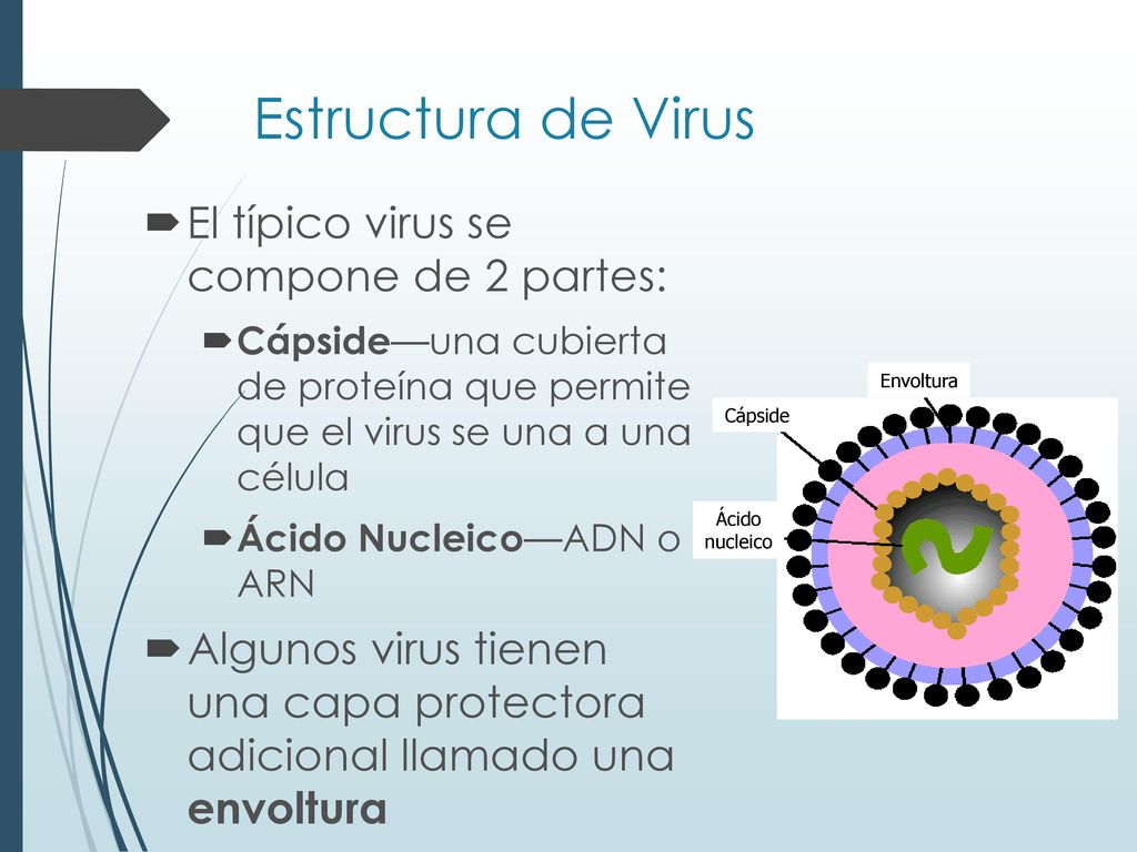 Estructura de Virus El típico virus se compone de 2 partes: