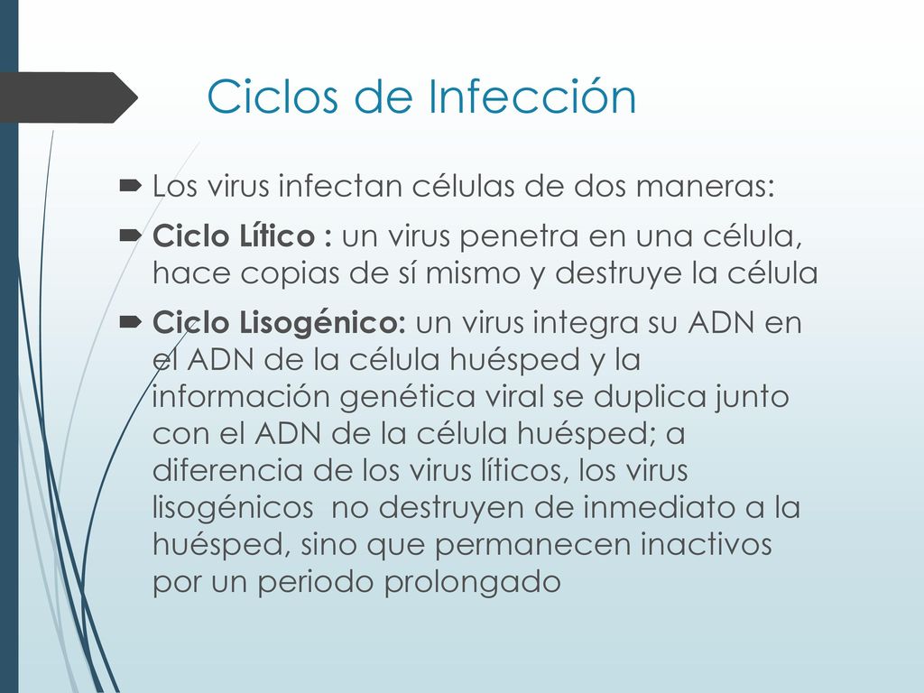 Ciclos de Infección Los virus infectan células de dos maneras: