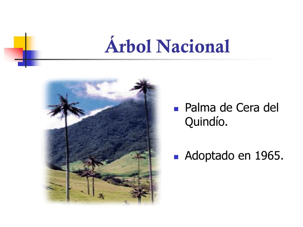 Árbol Nacional Palma de Cera del Quindío. Adoptado en 1965.