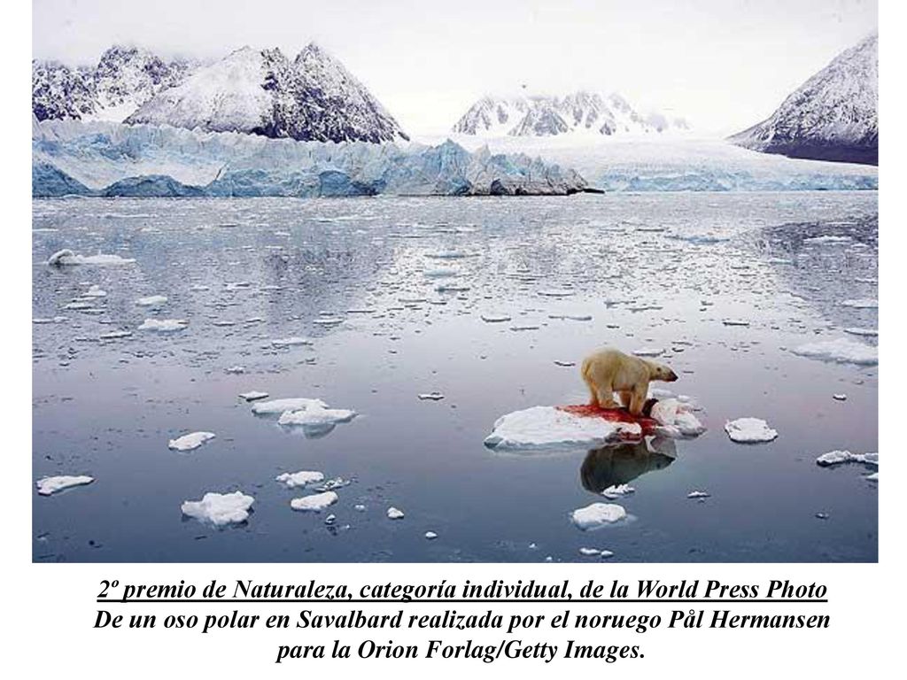 2º premio de Naturaleza, categoría individual, de la World Press Photo De un oso polar en Savalbard realizada por el noruego Pål Hermansen para la Orion Forlag/Getty Images.
