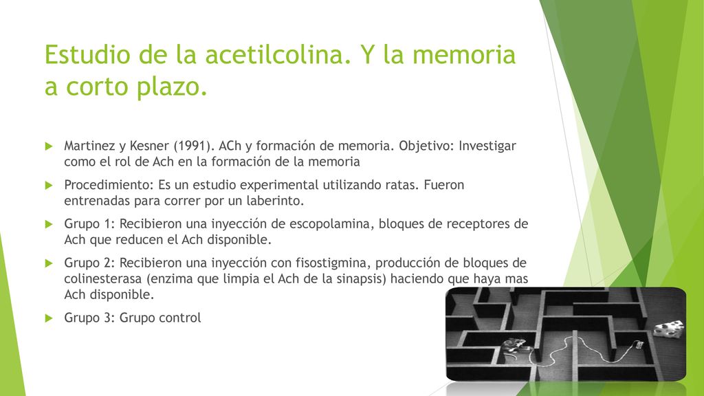 Estudio de la acetilcolina. Y la memoria a corto plazo.