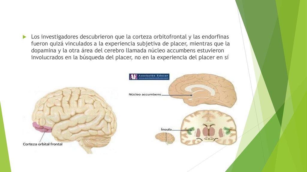 Los investigadores descubrieron que la corteza orbitofrontal y las endorfinas fueron quizá vinculados a la experiencia subjetiva de placer, mientras que la dopamina y la otra área del cerebro llamada núcleo accumbens estuvieron involucrados en la búsqueda del placer, no en la experiencia del placer en sí