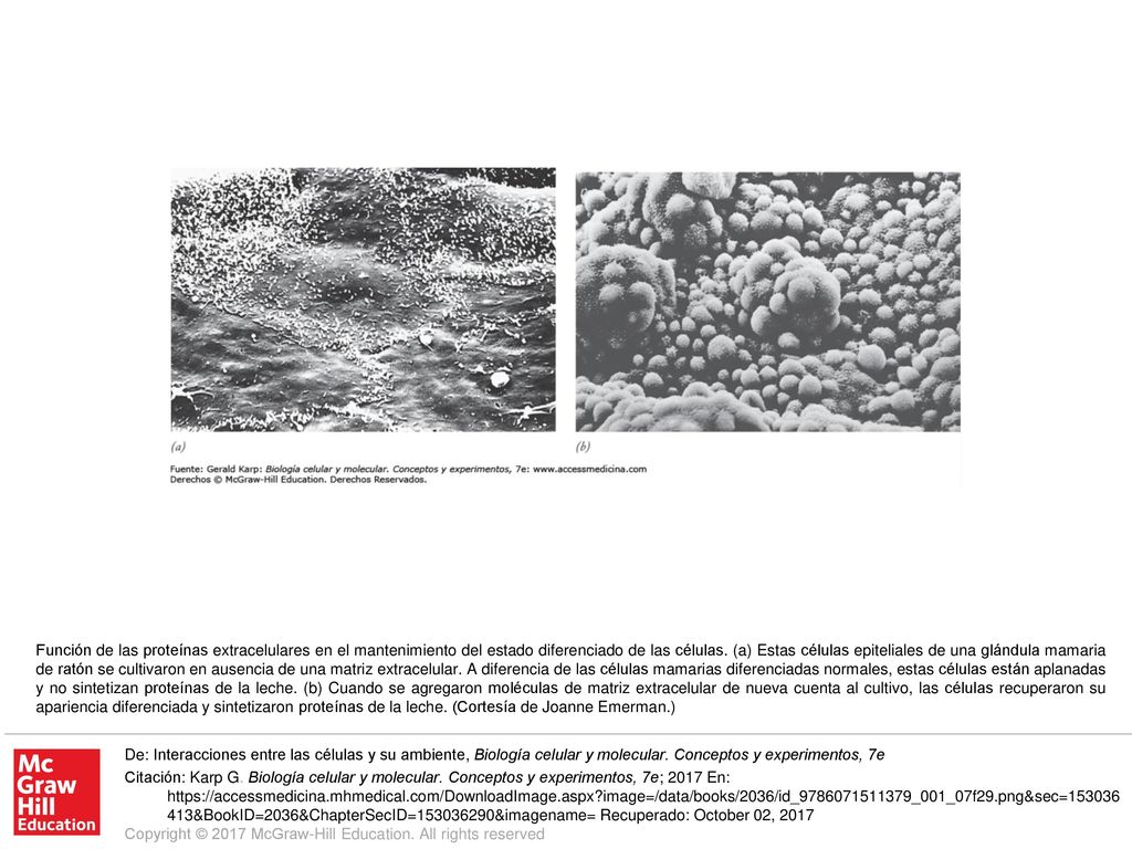 Función de las proteínas extracelulares en el mantenimiento del estado diferenciado de las células. (a) Estas células epiteliales de una glándula mamaria de ratón se cultivaron en ausencia de una matriz extracelular. A diferencia de las células mamarias diferenciadas normales, estas células están aplanadas y no sintetizan proteínas de la leche. (b) Cuando se agregaron moléculas de matriz extracelular de nueva cuenta al cultivo, las células recuperaron su apariencia diferenciada y sintetizaron proteínas de la leche. (Cortesía de Joanne Emerman.)