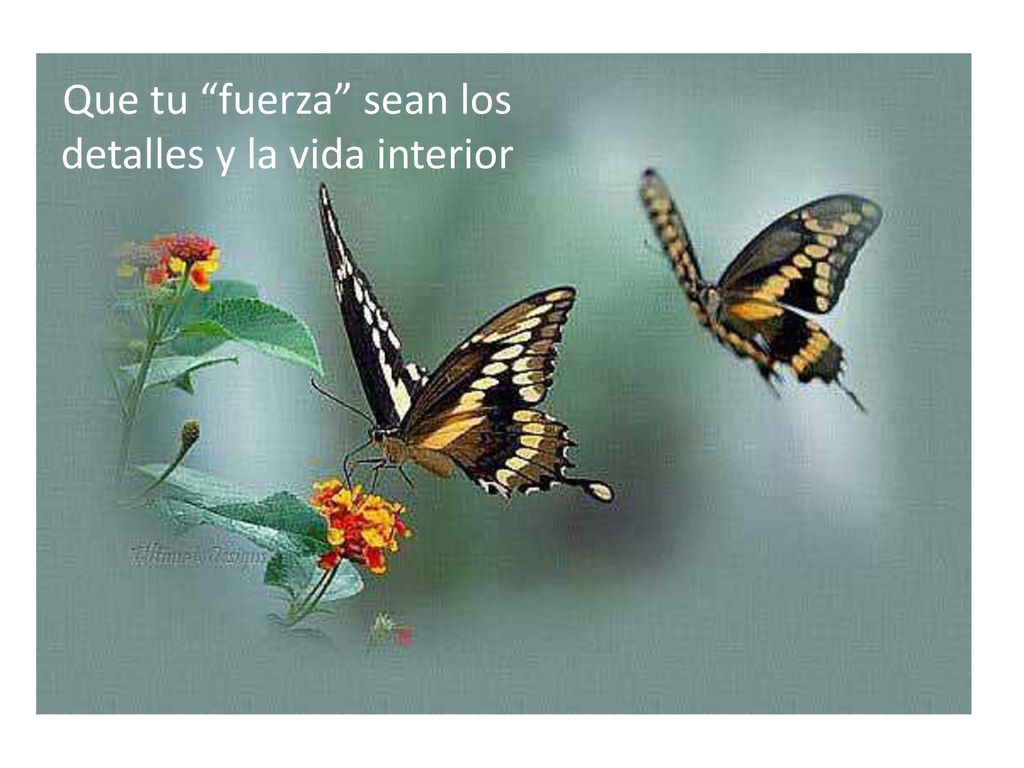 Que tu fuerza sean los detalles y la vida interior