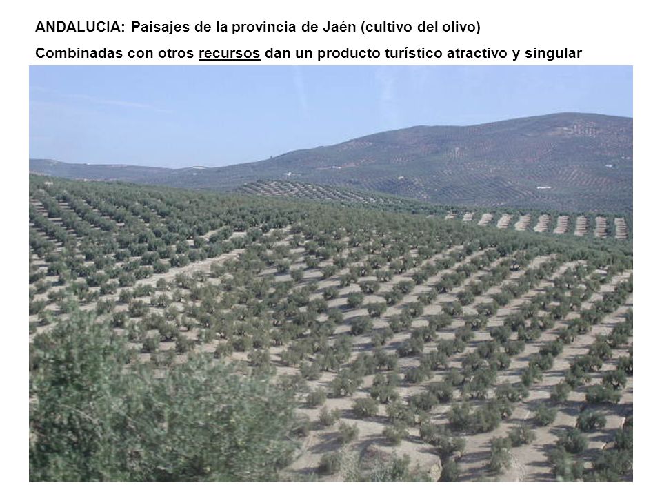 ANDALUCIA: Paisajes de la provincia de Jaén (cultivo del olivo)