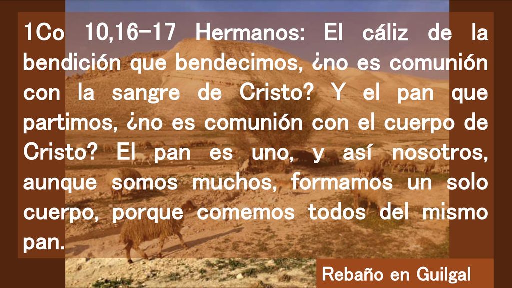 1Co 10,16-17 Hermanos: El cáliz de la bendición que bendecimos, ¿no es comunión con la sangre de Cristo Y el pan que partimos, ¿no es comunión con el cuerpo de Cristo El pan es uno, y así nosotros, aunque somos muchos, formamos un solo cuerpo, porque comemos todos del mismo pan.