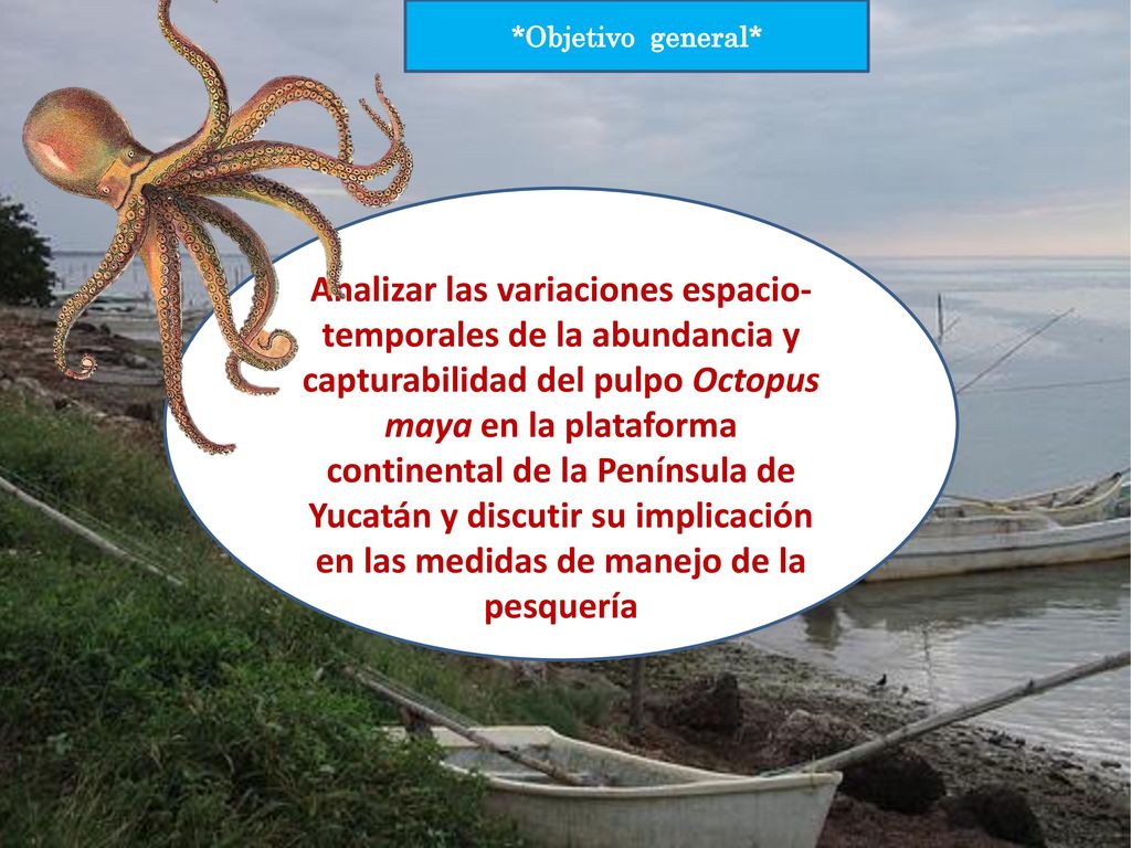 Analizar las variaciones espacio-temporales de la abundancia y capturabilidad del pulpo Octopus maya en la plataforma continental de la Península de Yucatán y discutir su implicación en las medidas de manejo de la pesquería