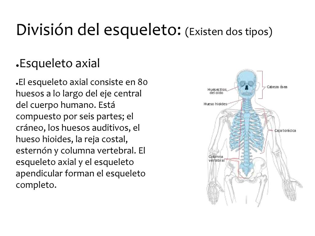 División del esqueleto: (Existen dos tipos)