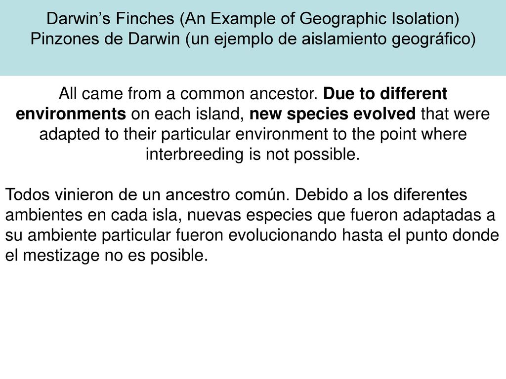 Darwin’s Finches (An Example of Geographic Isolation) Pinzones de Darwin (un ejemplo de aislamiento geográfico)