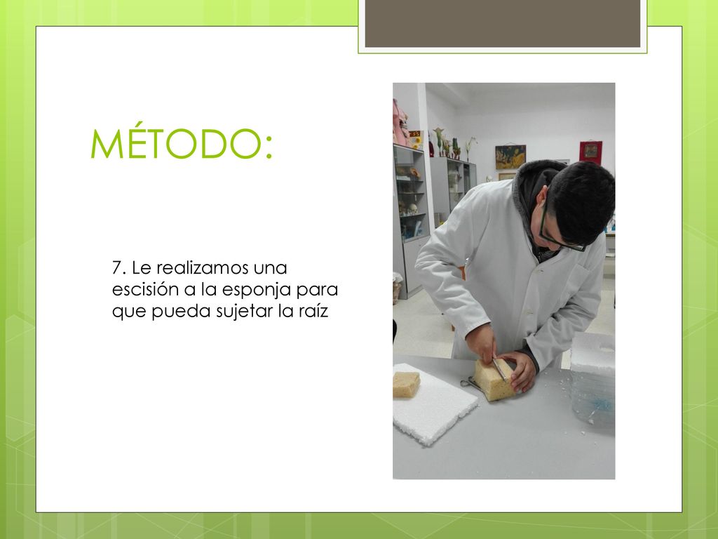 MÉTODO: 7. Le realizamos una escisión a la esponja para que pueda sujetar la raíz