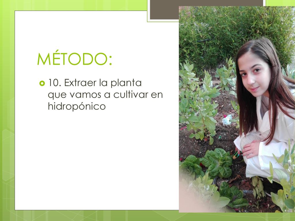MÉTODO: 10. Extraer la planta que vamos a cultivar en hidropónico