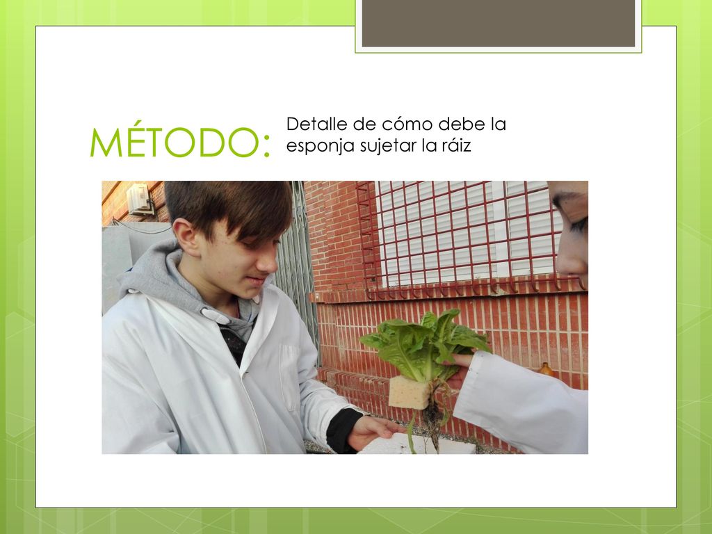 MÉTODO: Detalle de cómo debe la esponja sujetar la ráiz