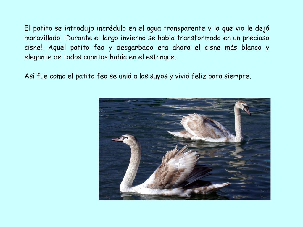 El patito se introdujo incrédulo en el agua transparente y lo que vio le dejó maravillado. ¡Durante el largo invierno se había transformado en un precioso cisne!. Aquel patito feo y desgarbado era ahora el cisne más blanco y elegante de todos cuantos había en el estanque.