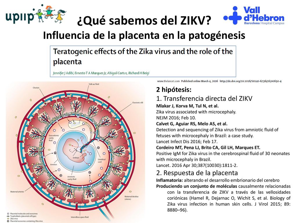 ¿Qué sabemos del ZIKV Influencia de la placenta en la patogénesis