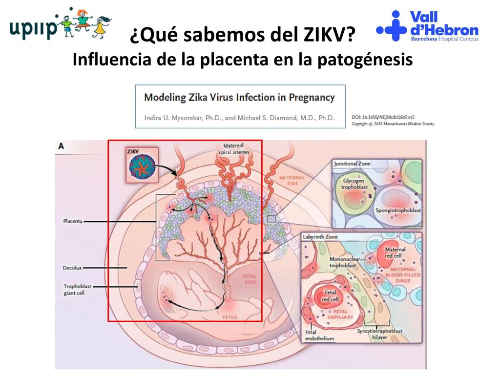 ¿Qué sabemos del ZIKV Influencia de la placenta en la patogénesis