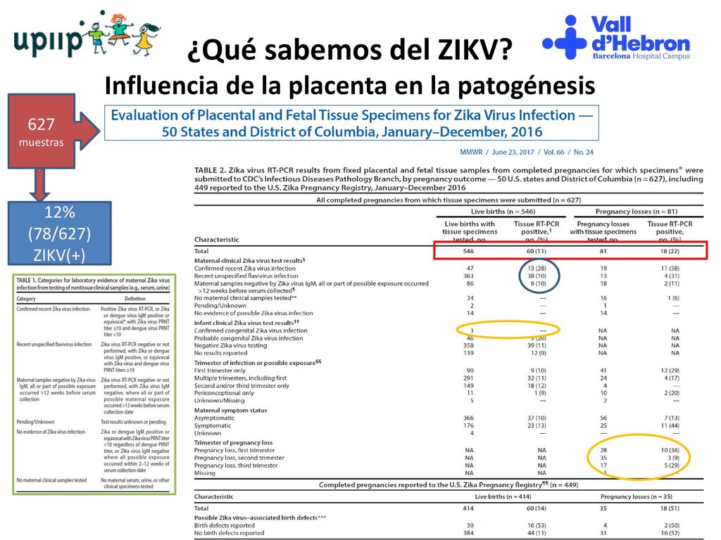 ¿Qué sabemos del ZIKV Influencia de la placenta en la patogénesis