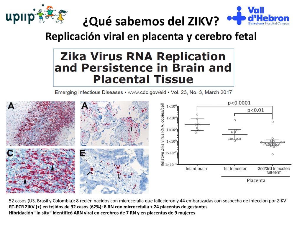 ¿Qué sabemos del ZIKV Replicación viral en placenta y cerebro fetal