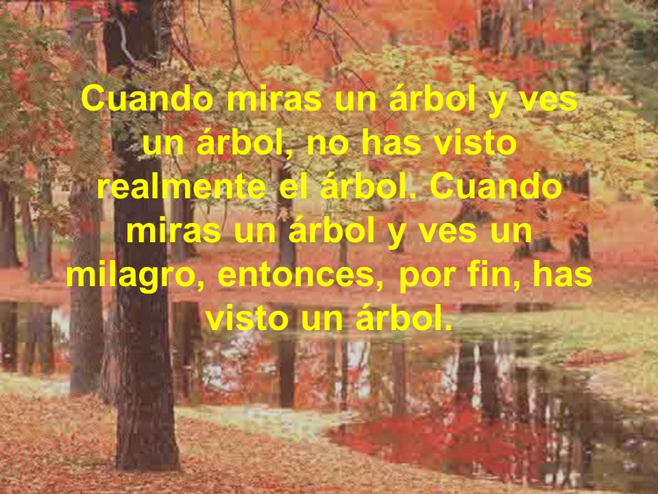 Cuando miras un árbol y ves un árbol, no has visto realmente el árbol