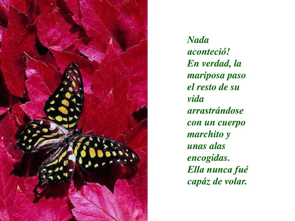 Nada aconteció! En verdad, la mariposa paso el resto de su vida arrastrándose con un cuerpo marchito y unas alas encogidas.