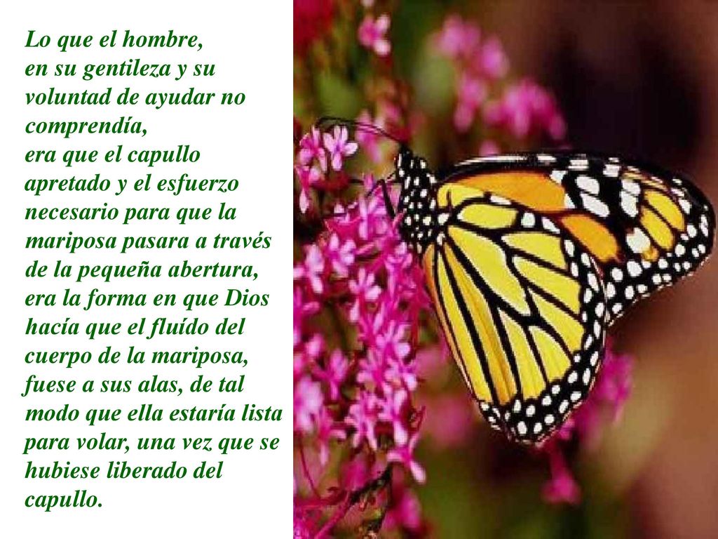 Lo que el hombre, en su gentileza y su voluntad de ayudar no comprendía,