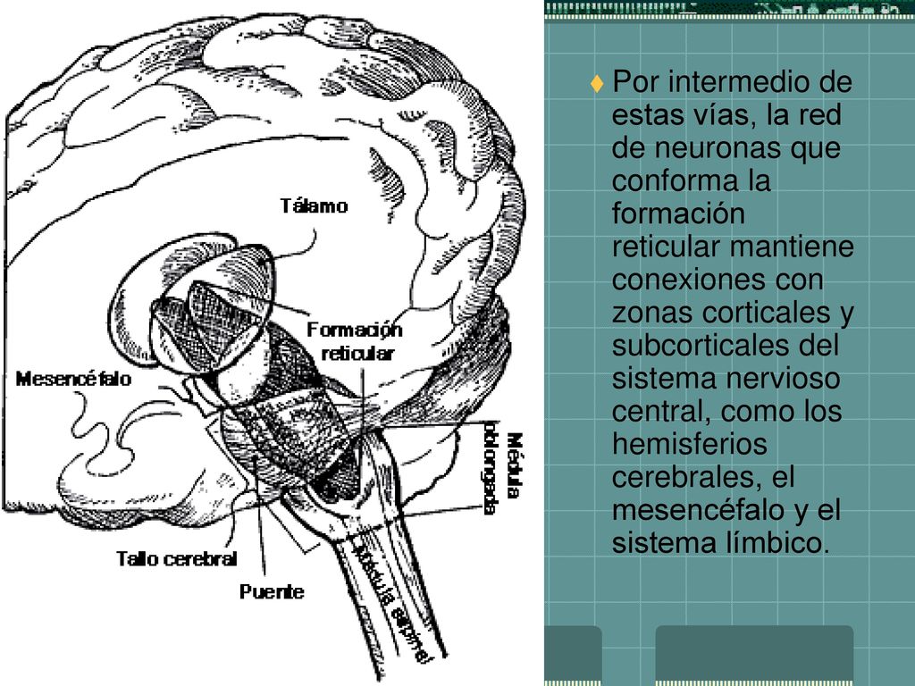Por intermedio de estas vías, la red de neuronas que conforma la formación reticular mantiene conexiones con zonas corticales y subcorticales del sistema nervioso central, como los hemisferios cerebrales, el mesencéfalo y el sistema límbico.