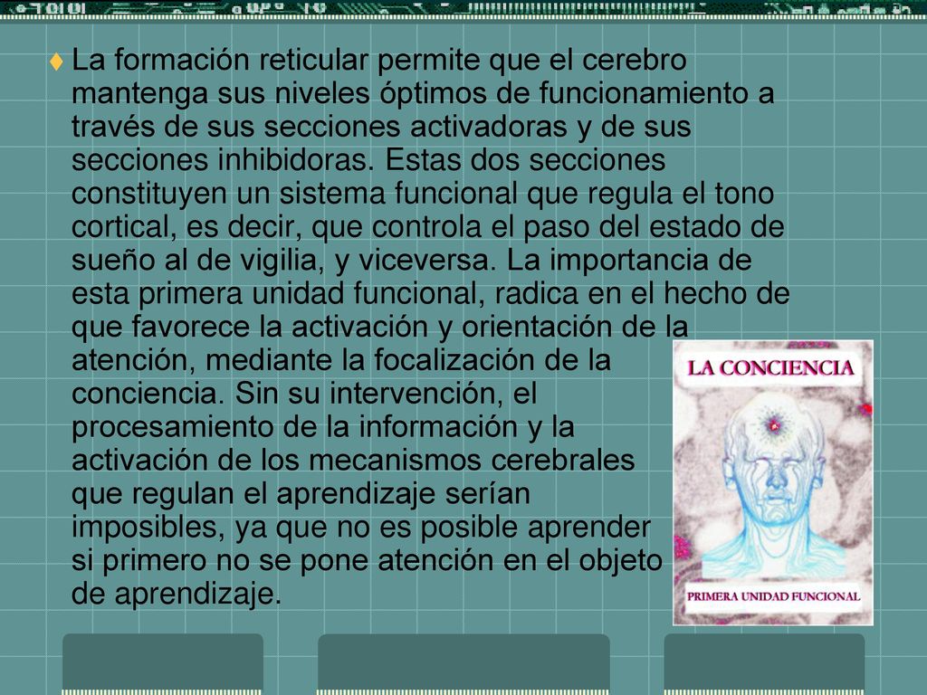 La formación reticular permite que el cerebro mantenga sus niveles óptimos de funcionamiento a través de sus secciones activadoras y de sus secciones inhibidoras.
