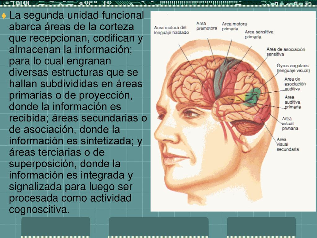 La segunda unidad funcional abarca áreas de la corteza que recepcionan, codifican y almacenan la información; para lo cual engranan diversas estructuras que se hallan subdivididas en áreas primarias o de proyección, donde la información es recibida; áreas secundarias o de asociación, donde la información es sintetizada; y áreas terciarias o de superposición, donde la información es integrada y signalizada para luego ser procesada como actividad cognoscitiva.