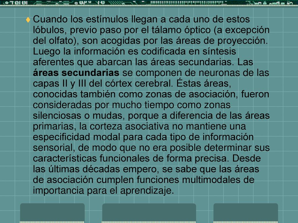 Cuando los estímulos llegan a cada uno de estos lóbulos, previo paso por el tálamo óptico (a excepción del olfato), son acogidas por las áreas de proyección.