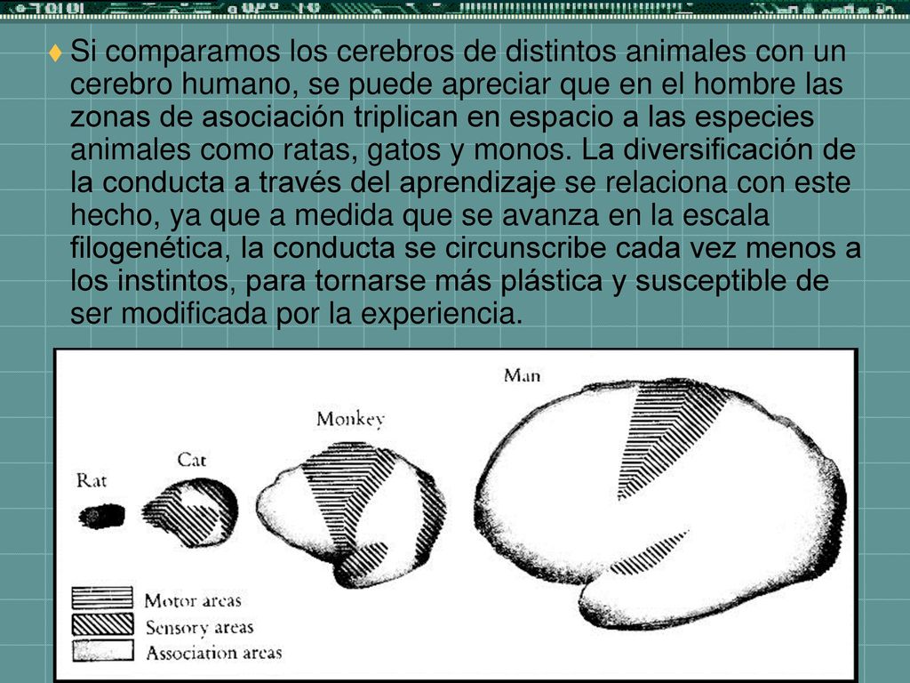 Si comparamos los cerebros de distintos animales con un cerebro humano, se puede apreciar que en el hombre las zonas de asociación triplican en espacio a las especies animales como ratas, gatos y monos.