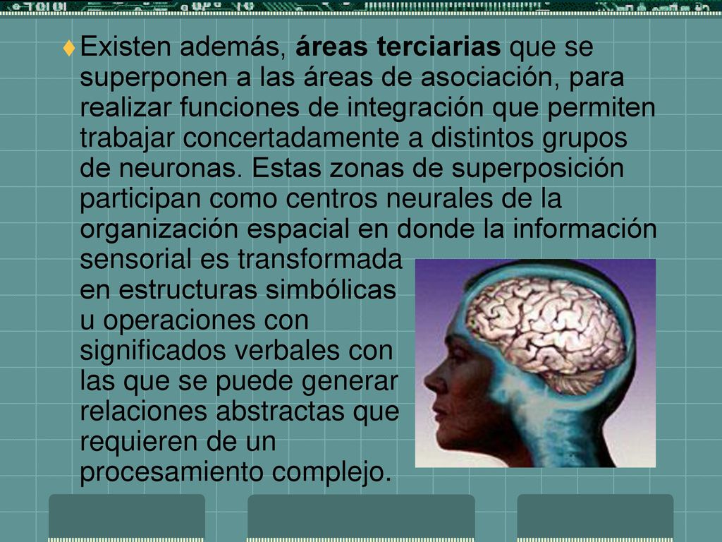 Existen además, áreas terciarias que se superponen a las áreas de asociación, para realizar funciones de integración que permiten trabajar concertadamente a distintos grupos de neuronas.