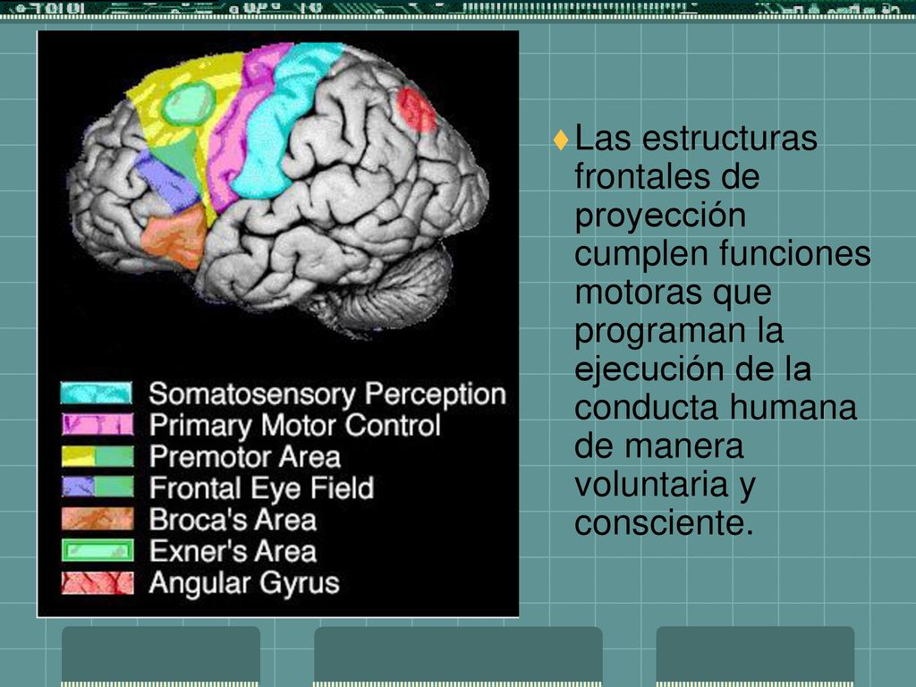 Las estructuras frontales de proyección cumplen funciones motoras que programan la ejecución de la conducta humana de manera voluntaria y consciente.
