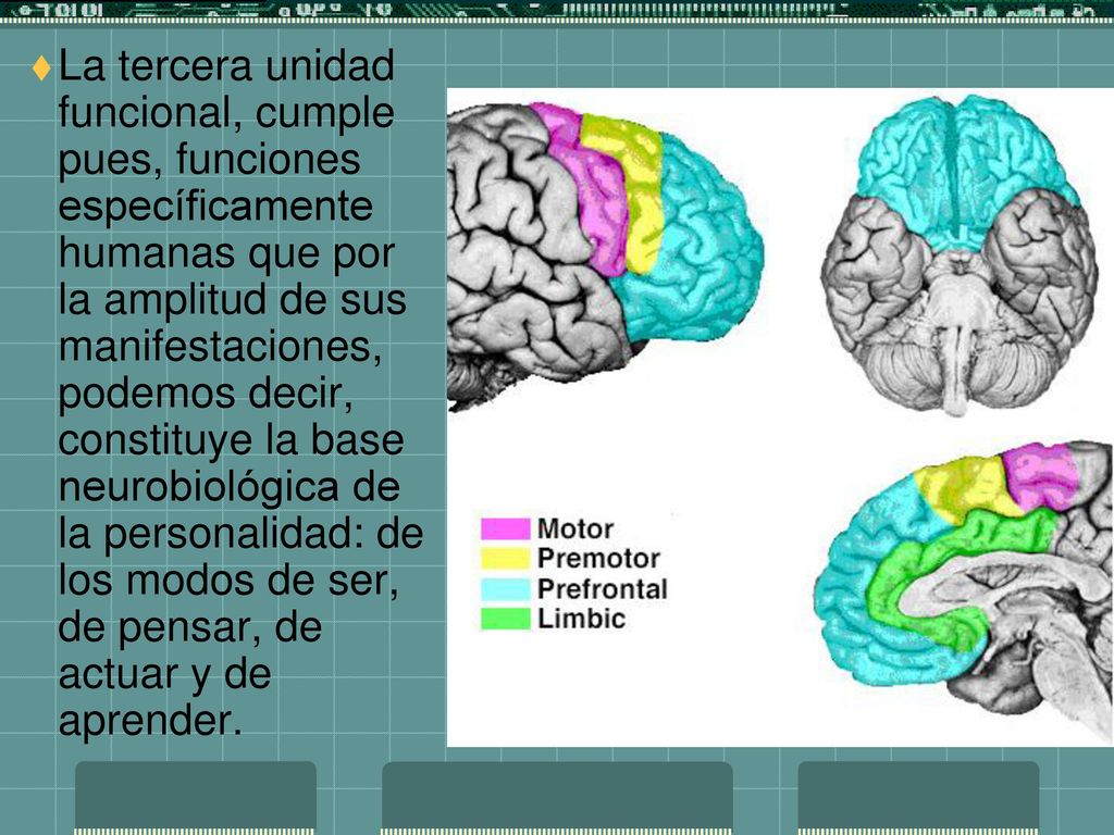 La tercera unidad funcional, cumple pues, funciones específicamente humanas que por la amplitud de sus manifestaciones, podemos decir, constituye la base neurobiológica de la personalidad: de los modos de ser, de pensar, de actuar y de aprender.