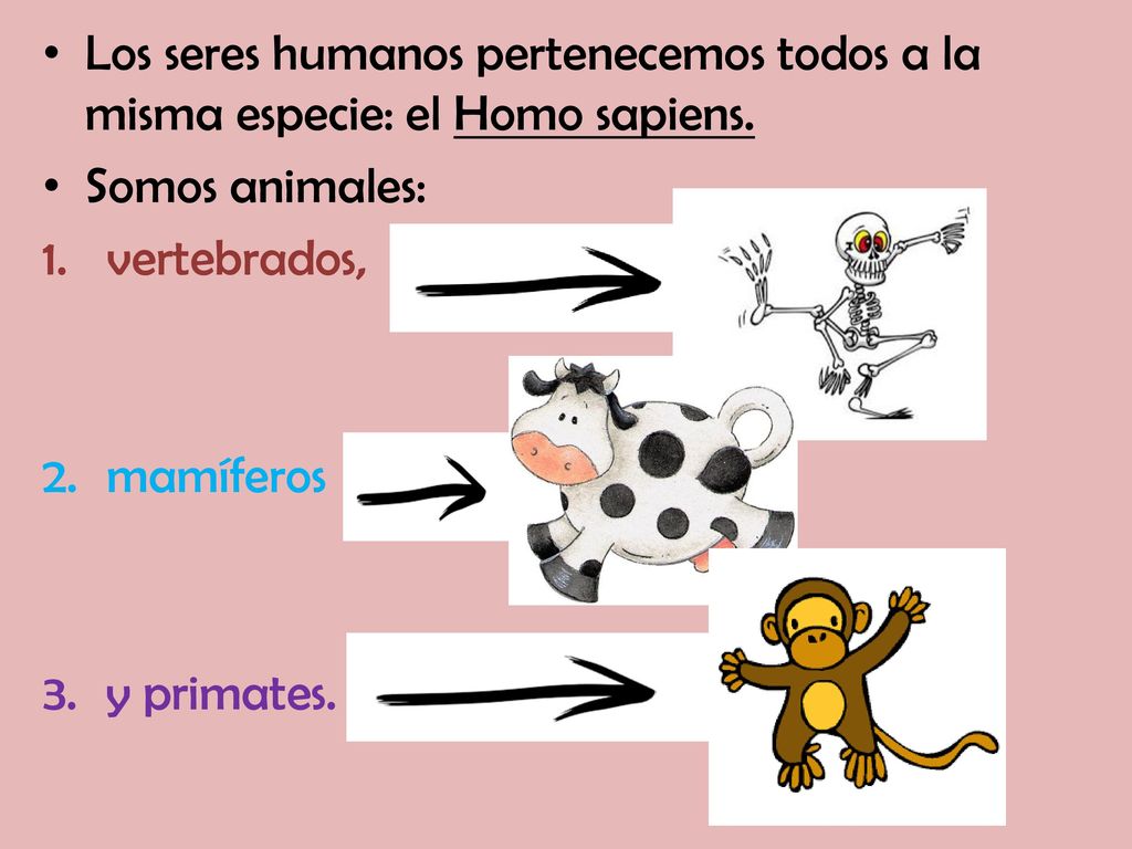 Los seres humanos pertenecemos todos a la misma especie: el Homo sapiens.