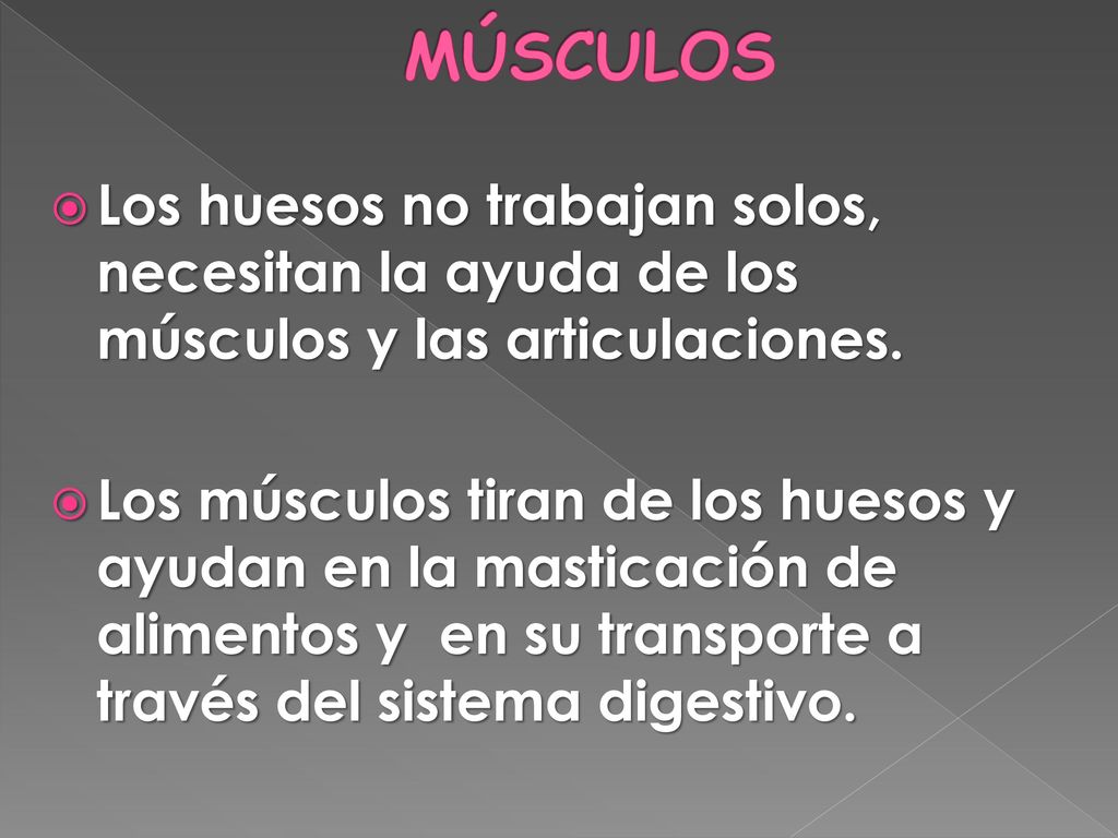 MÚSCULOS Los huesos no trabajan solos, necesitan la ayuda de los músculos y las articulaciones.