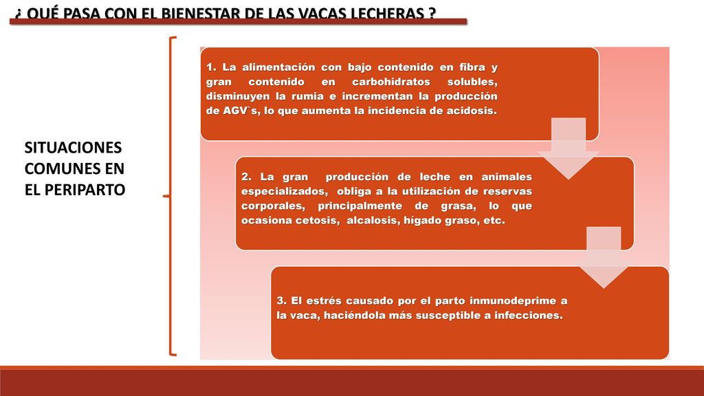 ¿ QUÉ PASA CON EL BIENESTAR DE LAS VACAS LECHERAS