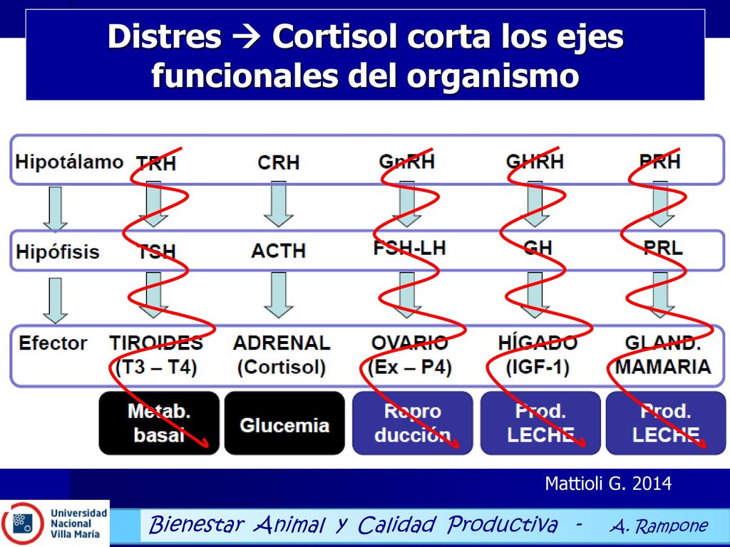 Cambios en el comportamiento de la Vaca en estrés, Flamenbaun (2015)